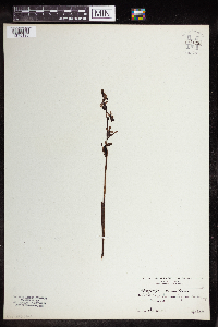 Media resource of Ophrys muscifera