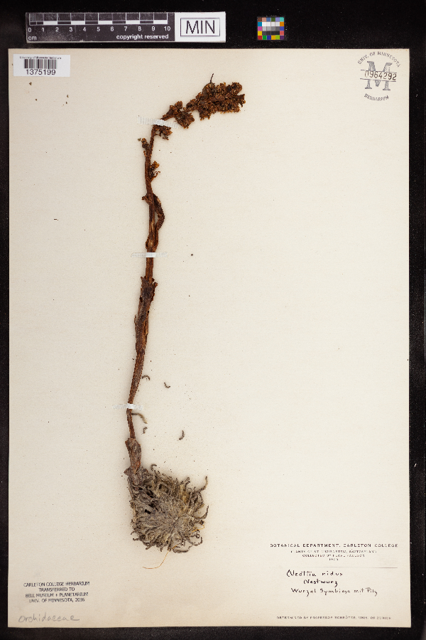 Neottia nidus-avis image