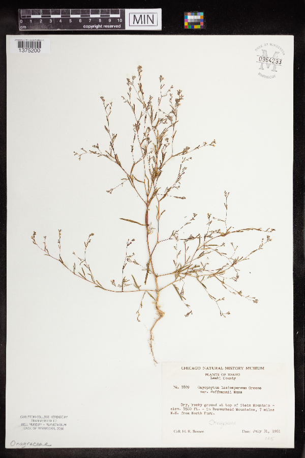 Gayophytum diffusum subsp. parviflorum image
