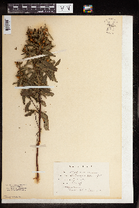 Ludwigia alternifolia image
