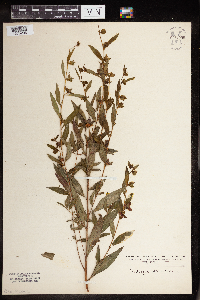 Ludwigia alternifolia image