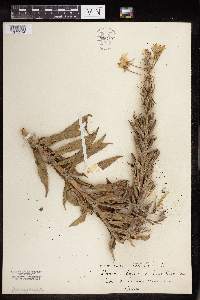 Oenothera biennis image