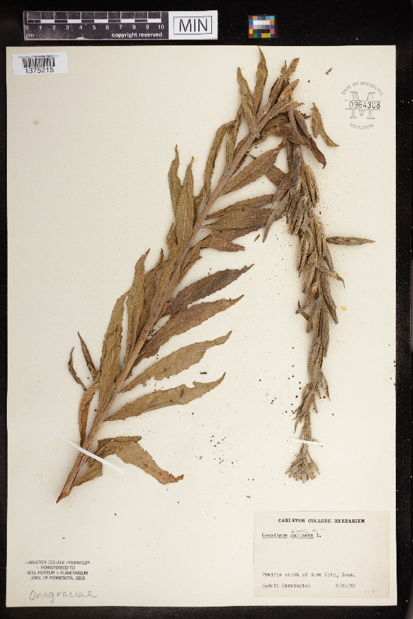 Oenothera biennis image