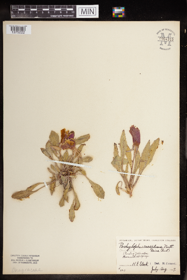 Oenothera caespitosa image