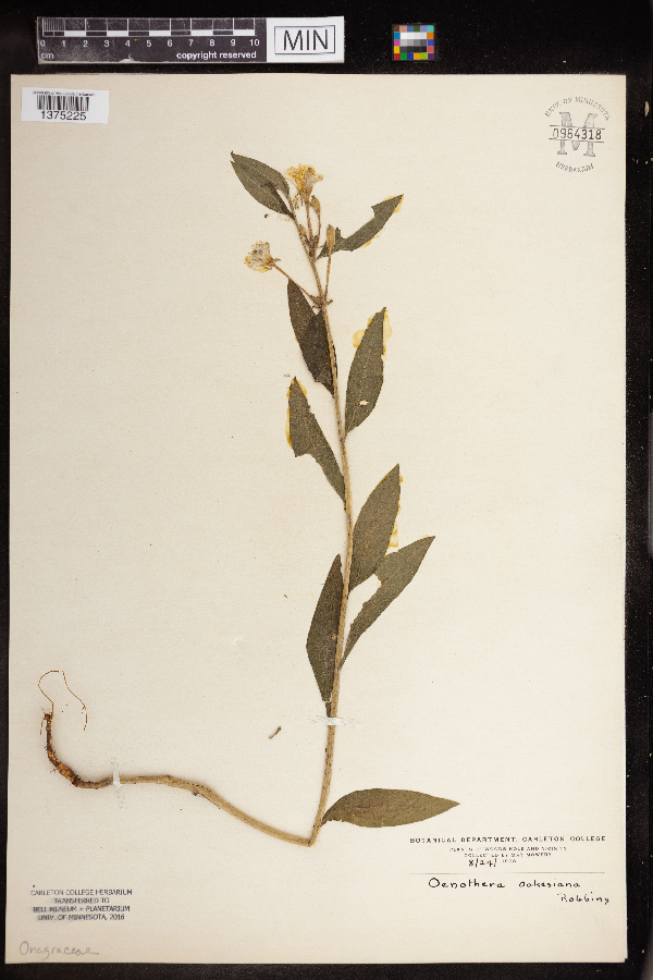 Oenothera oakesiana image