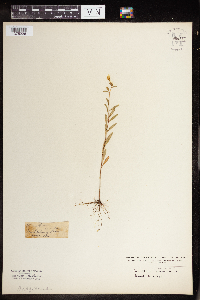 Oenothera perennis image