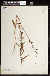 Oenothera perennis image