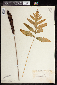 Thumbnail image of current specimen