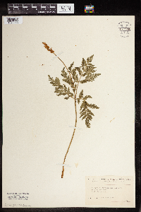 Image Associated With the Occurrence