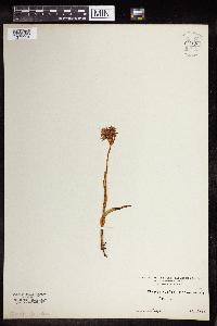 Anacamptis pyramidalis image