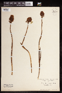 Anacamptis pyramidalis image