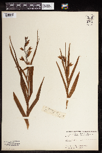Cephalanthera longifolia image