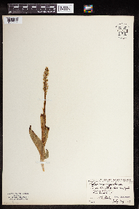 Media resource of Platanthera aquilonis