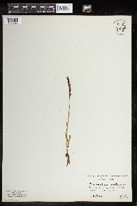 Spiranthes aestivalis image