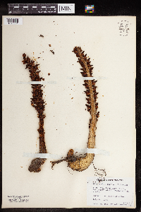 Boschniakia rossica image