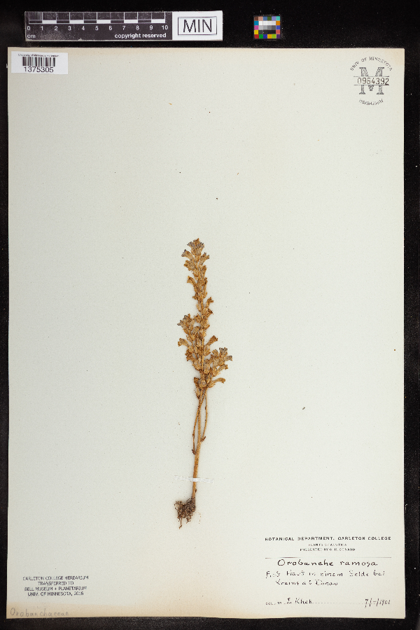 Orobanche ramosa image