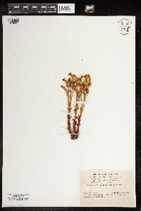 Aphyllon uniflorum image