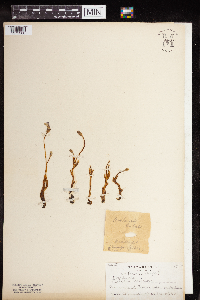 Aphyllon uniflorum image