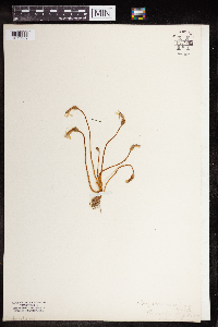 Aphyllon uniflorum image