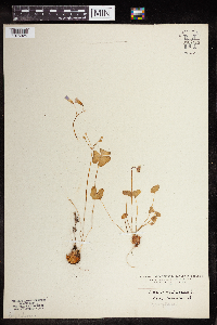 Oxalis violacea image
