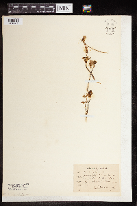 Oxalis violacea image