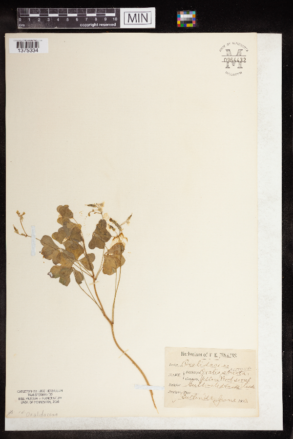 Oxalis grandis image