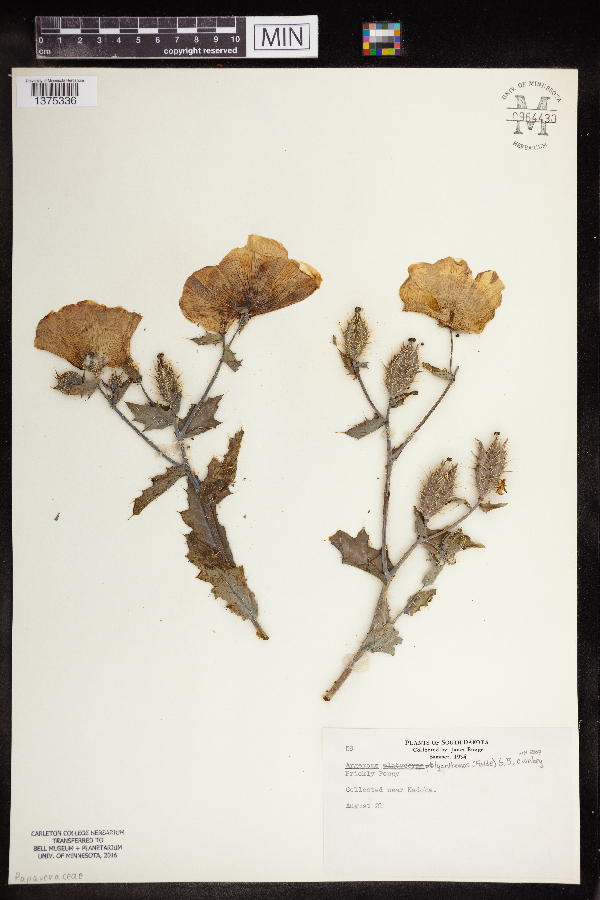 Argemone polyanthemos image