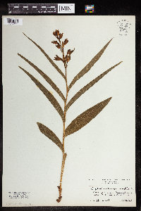 Cephalanthera longifolia image