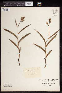 Cephalanthera rubra image