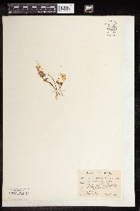 Oxalis violacea image