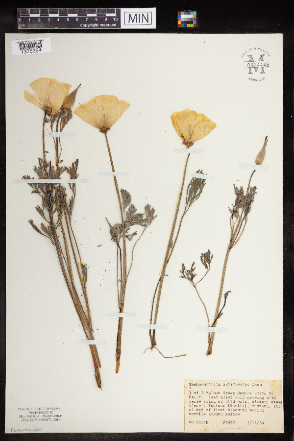 Eschscholtzia californica image