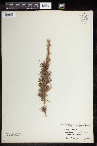 Larix decidua image