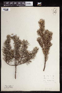 Pinus banksiana image