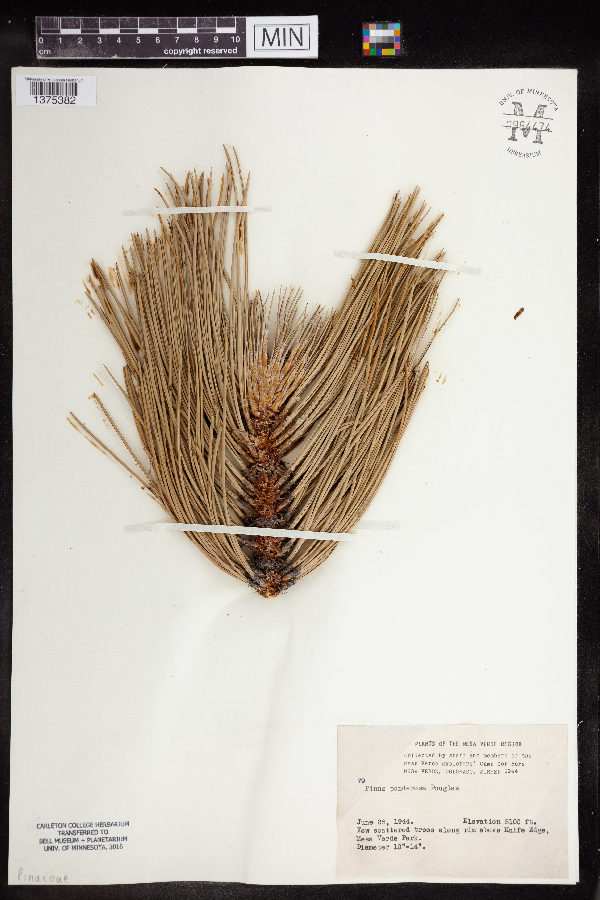 Pinus ponderosa image