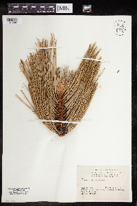 Pinus ponderosa image