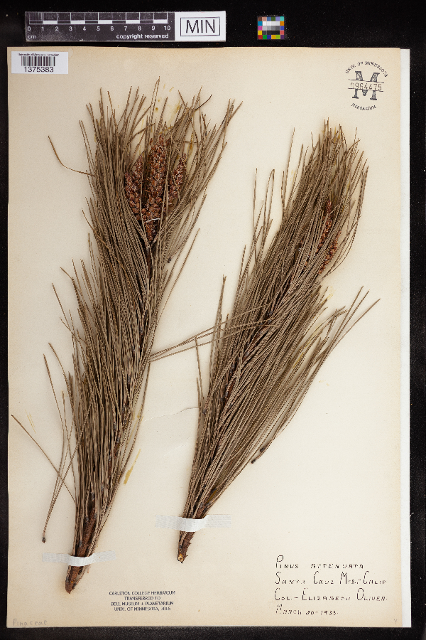 Pinus attenuata image