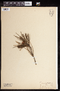 Pinus sylvestris image