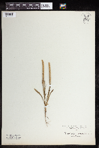 Plantago lanceolata image