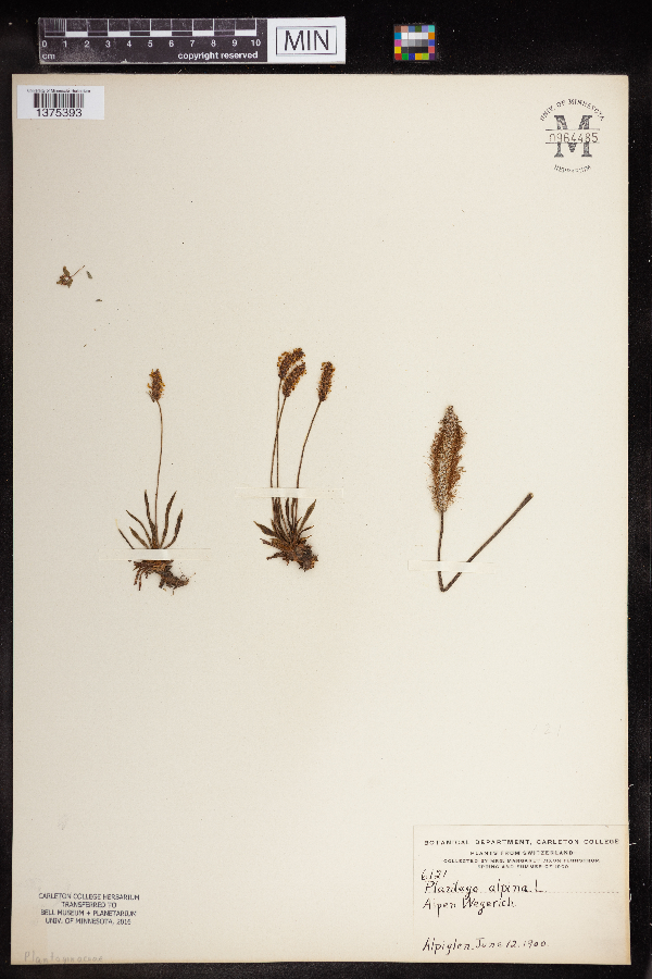Plantago alpina image