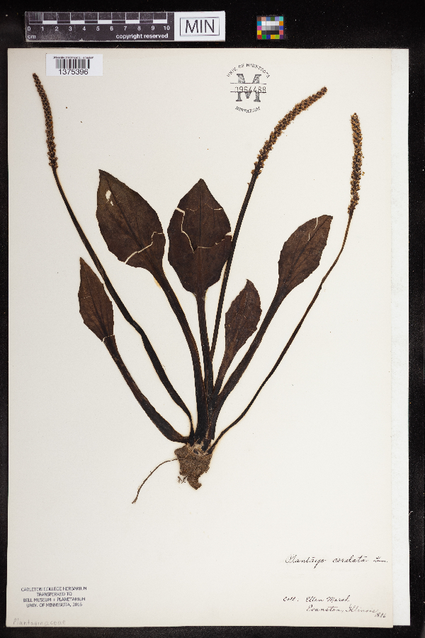 Plantago cordata image