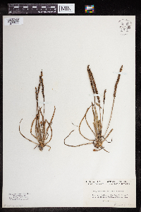 Media resource of Plantago maritima