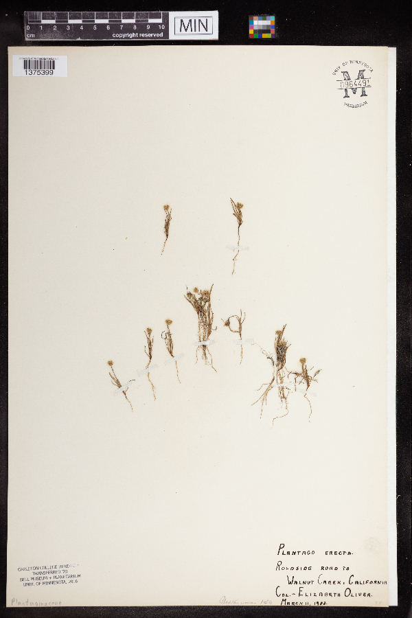 Plantago erecta image