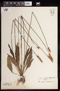 Plantago lanceolata image