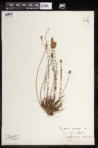 Plantago lanceolata image