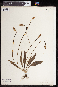 Plantago lanceolata image