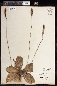 Plantago major image