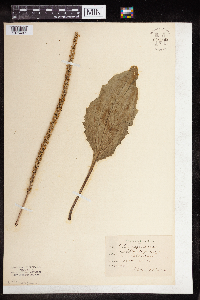 Plantago major image