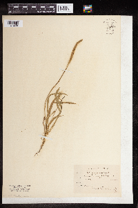 Plantago patagonica image