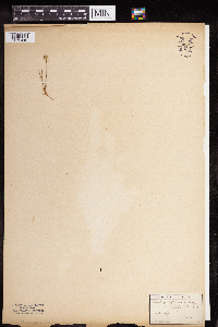 Media resource of Plantago patagonica