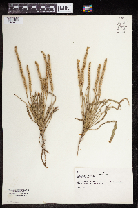 Plantago patagonica image